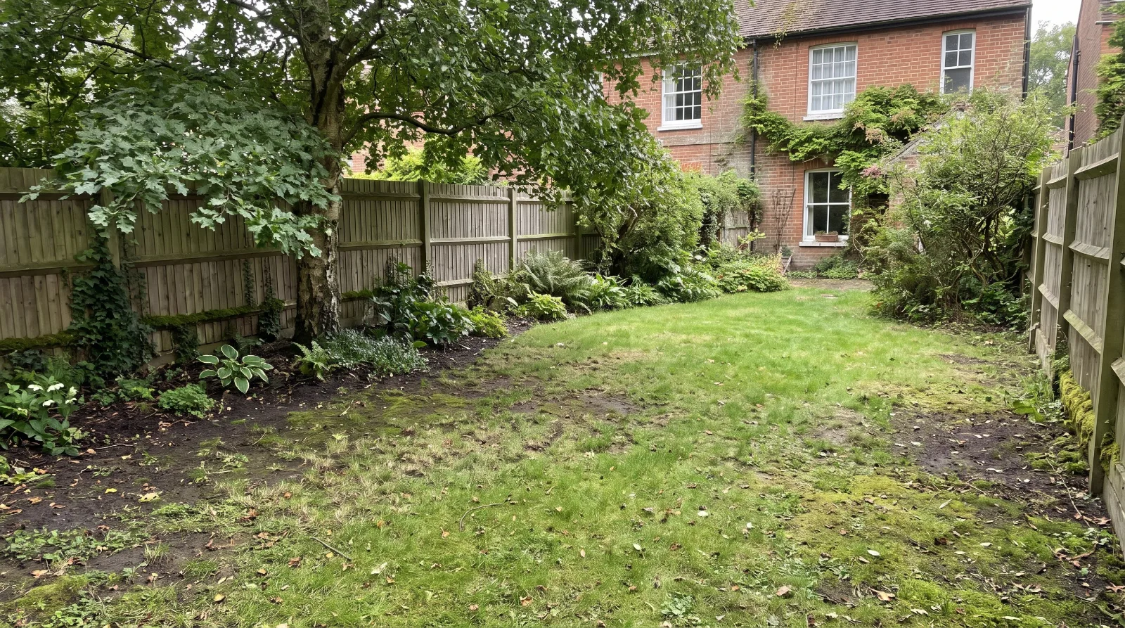 Patchy lawn beneath mature trees in a shaded north-facing Surrey garden.